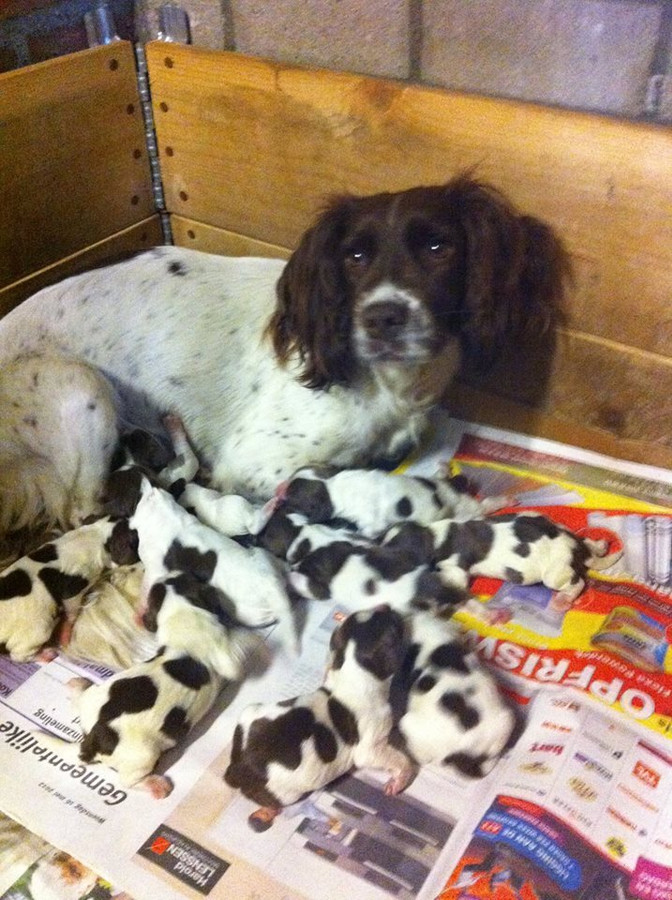 Moederhond en vier maanden oude pup uit woning gestolen Foto