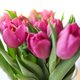 Déze fouten worden vaak gemaakt bij het verzorgen van een bos tulpen