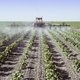 Waarom 45 jaar na verbod nog steeds DDT in dode mezen zit
