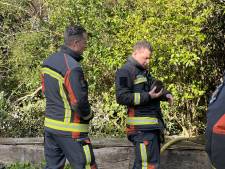 Egel gered uit brand
