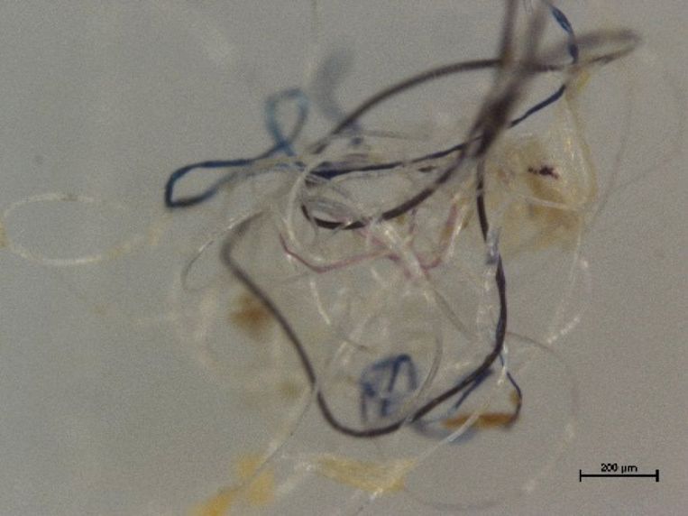 Textielvezels uit oceaanmonsters onder een microscoop.  Beeld Peter G. Ryan
