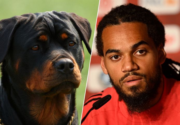 De rottweiler die volgens burgemeester en politie van Jason Denayer was, viel twee kinderen en een onthaalmoeder aan. Het dier dat u hier ziet, is niet de hond in kwestie.