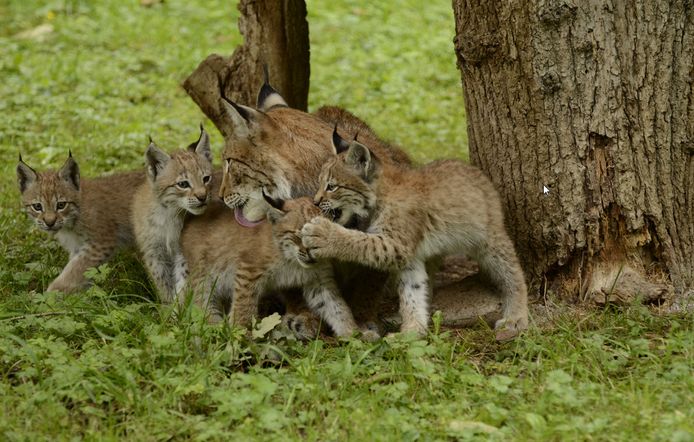 Ook in de Ardennen kan je wilde dieren spotten in het bos, of in een wildpark.