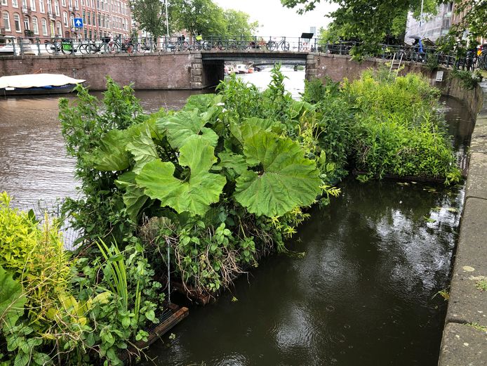 Gemeente Zoetermeer kijkt af bij projecten in Amsterdam. Een van de ideeën voor vernieuwing van de Broekwegwetering zijn drijvende eilanden met waterplanten, zoals hier in de grachten van Amsterdam.