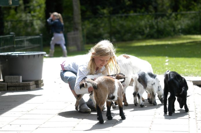De kinderboerderij Heidestein in Heelsum wordt met sluiting bedreigd. Gemeenteraadslid Oswald Velthuizen begint met een crowdfundingsactie.
