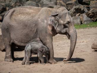 Zwarte maand voor dierenpark Planckendael: "Gewoon pech"