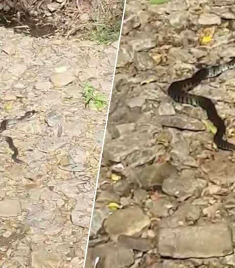 Un serpent avale un poisson entier en Ardenne