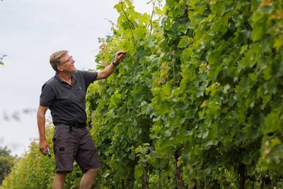 In Italië leerde Rudy Schellekens wijn drinken, nu heeft hij al vijf jaar een eigen wijngaard in Made