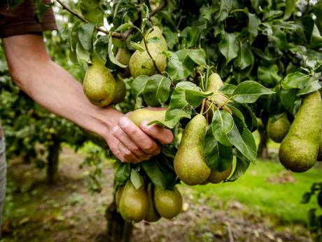 Peren van 26.000 euro. Boetes fruitteler Winssen blijven in stand 