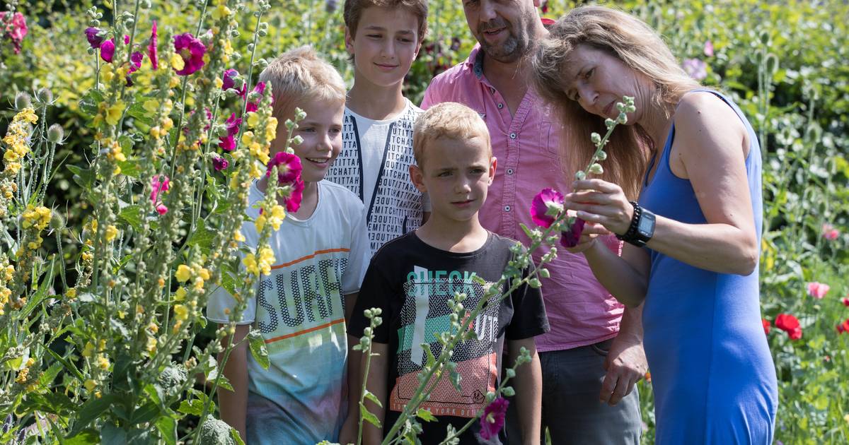 Open Tuinendag geeft kans om andermans tuin te bekijken in Lemelerveld