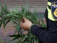 Hennepkwekerij bij toeval ontdekt in Axel