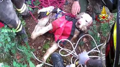 Labrador Tobby gered na val van 25 meter