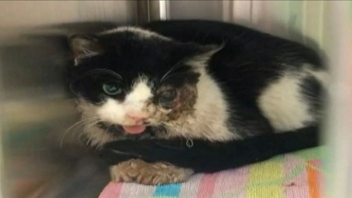 begraven zombiekat duikt vijf dagen na dood weer op bizar ad nl