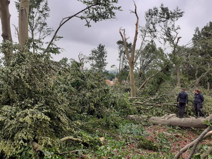 Het Lombokbos bij Leersum werd stevig toegetakeld door de storm.