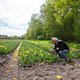 Gezondheidsraad: beperk chemische bestrijding in landbouw uit voorzorg vanwege gezondheid