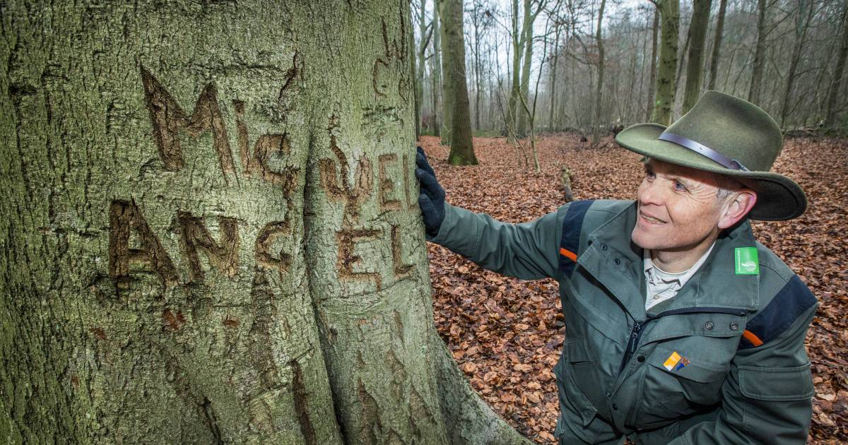 Kogels, liefdesuitingen, een portret van Hitler: deze bomen dragen letterlijk geheimen met zich mee 