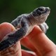 Niet de tijger, maar de schildpad heeft het grootste risico op uitsterven