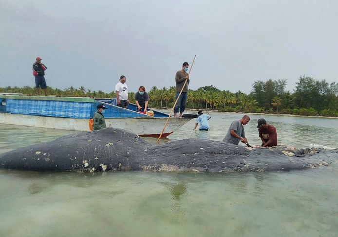 De dode walvis voor de kust van Sulawesi.