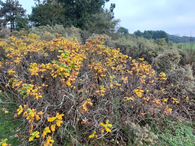 Natuurpunt verwijdert woekerplanten in Directeur-Generaal Willemspark en Joseph Stübbenpark