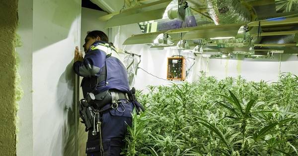 Zeshonderd wietplanten in zeecontainers Kats