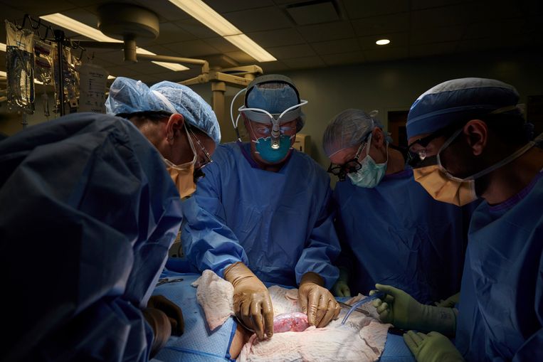 De varkensnier was drie dagen lang vastgemaakt aan de bloedvaten van de vrouw en werd buiten haar lichaam gehouden zodat het chirurgisch team de werking van het getransplanteerde orgaan kon observeren. Beeld AP