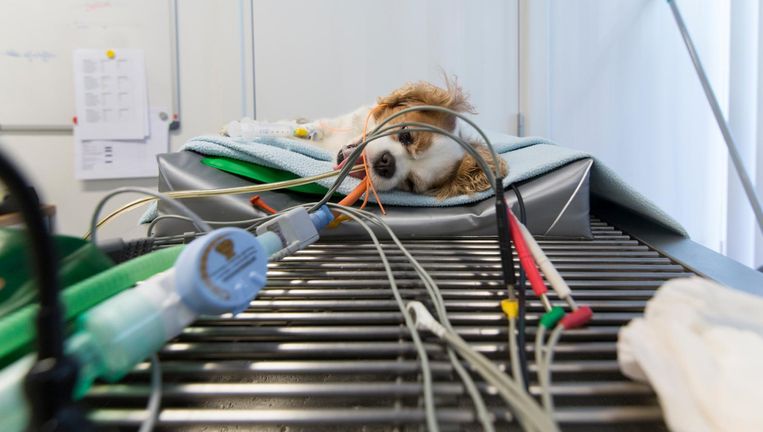 Een hondje op de operatietafel. De kosten van een gecompliceerde ingreep kunnen oplopen tot vele duizenden euro's. Beeld Hollandse Hoogte