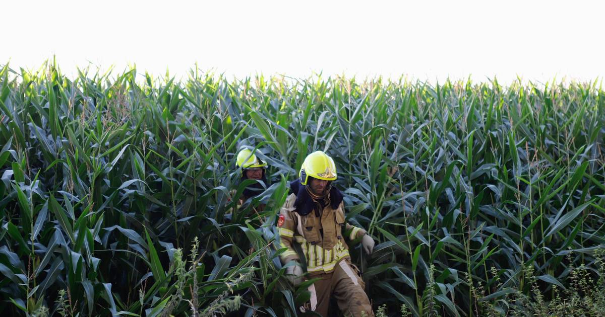 Zweefvliegtuig komt neer tussen mais in Heijen | Limburg | gelderlander.nl - De Gelderlander