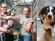 Buurt in Zwevegem leeft in angst nadat op één dag drie honden vergiftigd werden