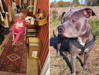 Vrouw was erg bang voor pitbull van buurman en vond hem “gemeen” tot hij haar leven redde