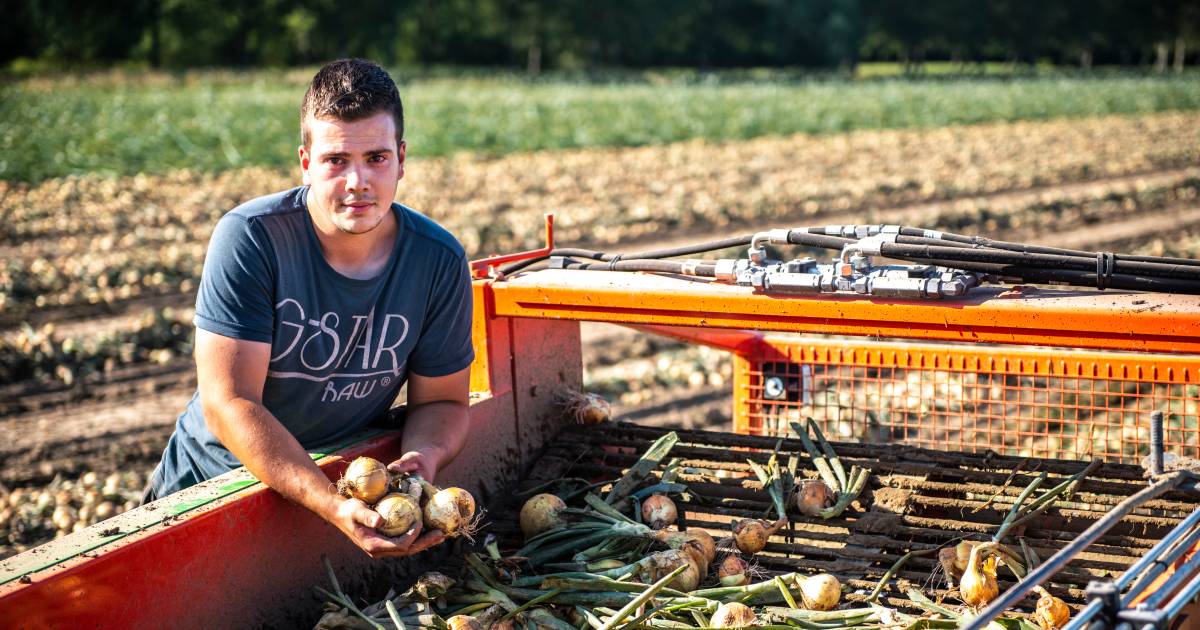 Boeren maken zich zorgen: ‘hitte kan de nekslag zijn voor gewassen’