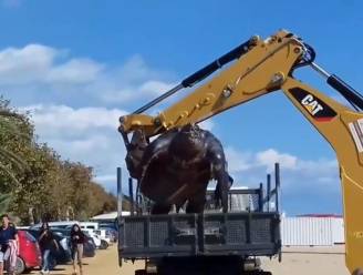 Grootste schildpad ter wereld aangespoeld op Spaans strand