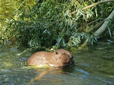 Ben benieuwd hoe lang de bever nog beschermd blijft, want teveel natuur willen we ook weer niet