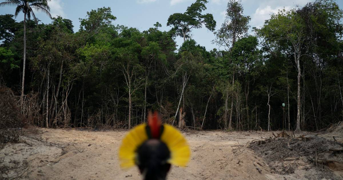 Ontbossing Amazonewoud in Brazilië gaat in sneltempo verder ...