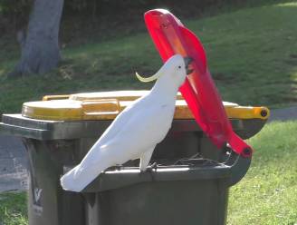 Intelligente kaketoes leren elkaar vuilbakken openen in Sydney