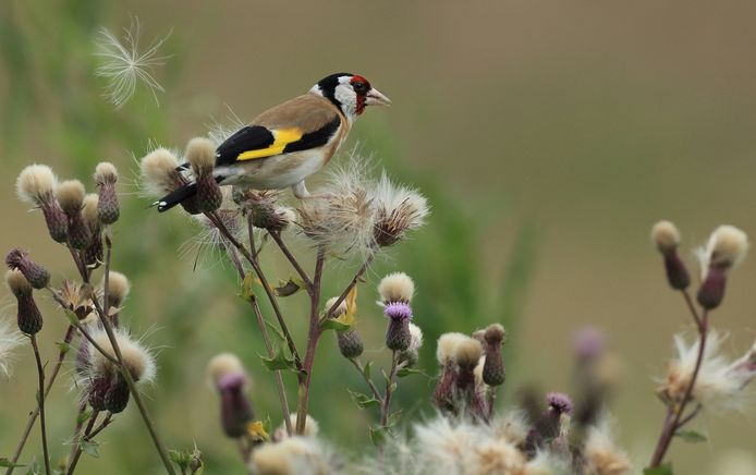 De putters die een Koudekerker in zijn volière zou hebben gehad, zijn volgens de NVWA nu weer waar zij horen: in de natuur.