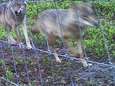‘Park Hoge Veluwe schendt door wolfwerende hekken miljoenendeal met provincie Gelderland’