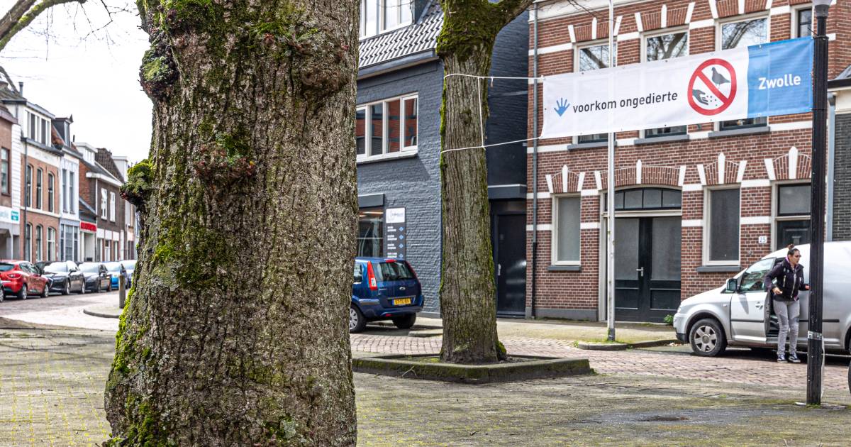Questo striscione desta sorpresa a Zwolle: ‘Scelta speciale’ |  Zwolle