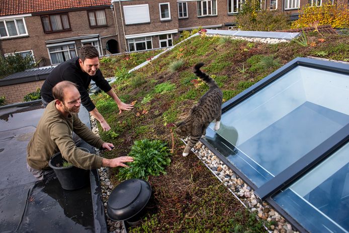 plukken op een groen dak, dat ook nog eens voor verkoeling | Breda |