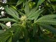 Bureau voor medicinale cannabis krijgt groen licht in Kamercommissie