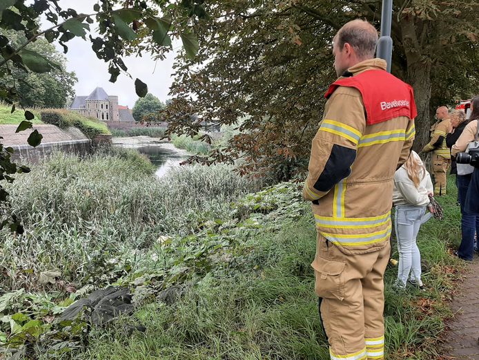 Brandweermannen doorzoeken het manshoge riet naar de hond. Zij verdwijnen zelf ook volledig uit het zicht.