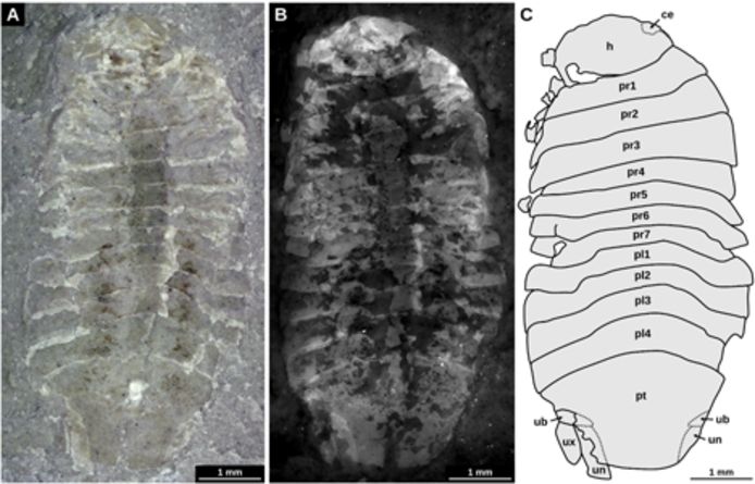 Afbeeldingen van Gelrincola winterswijkensis. A: Opname met een lichtmicroscoop. B: Opname met een fluoriscentiemicroscoop. C: Interpretatietekening