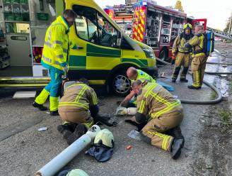 Brand in dierenwinkel in Boechout: zeker één kat overleden, brandweer kan er drie redden