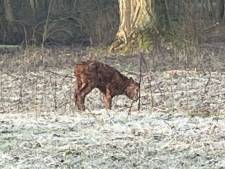 Moederkoe verdrinkt in Zwietenpark vlak na bevalling kalfje