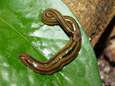 Zorgwekkende invasie van platwormen