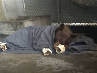 Deze beer raakte gewond bij hevige bosbrand en krijgt dankzij ongewone therapie tweede kans