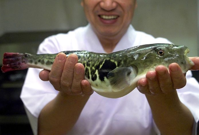 Een Japanse kok met een kogelvis
