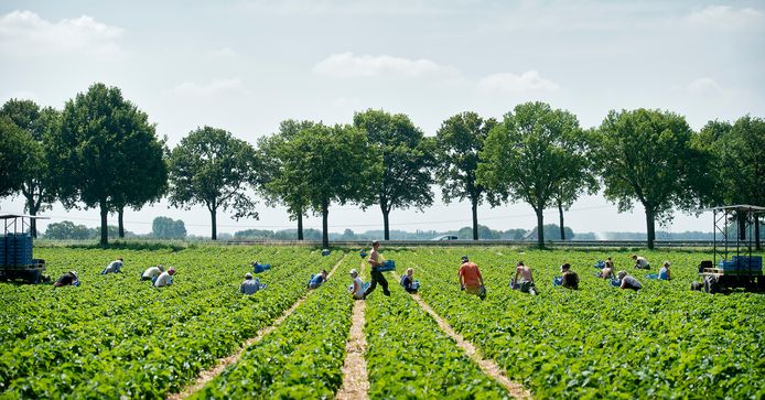 Poolse seizoensarbeiders oogsten aardbeien bij landbouwbedrijf Aan d'n Akker in Wouw.