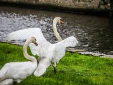 Acht zwanen gestorven in Brugge, dus neemt stad extra maatregelen: “Doen er alles aan om de dieren te beschermen”