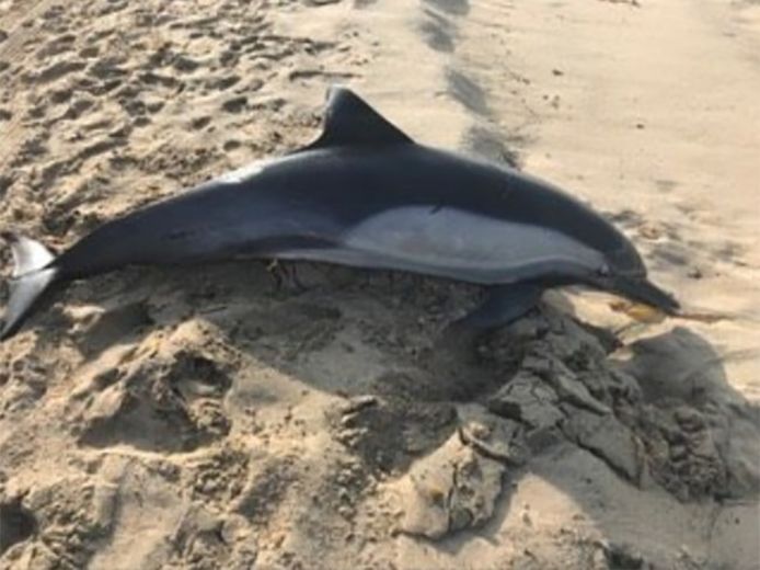 Het onfortuinlijke dier spoelde vorige week aan op het strand van Manhattan Beach.
