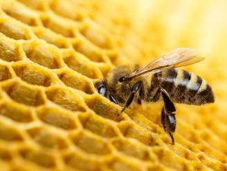 Grootste studie ooit stelt vast: "Bijen sterven door pesticiden"